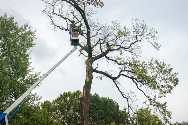 Best Tree Clearing Services  in Camp Barrett, VA